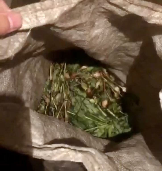 В Чамзинском районе местный житель осужден за хранение почти 900 граммов маковой соломы